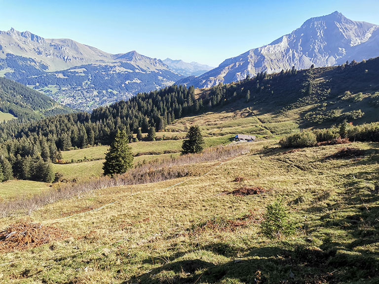 SCI Helvetia Chapter - 3ème année pour favoriser le tétras-lyre dans les alpages vaudois