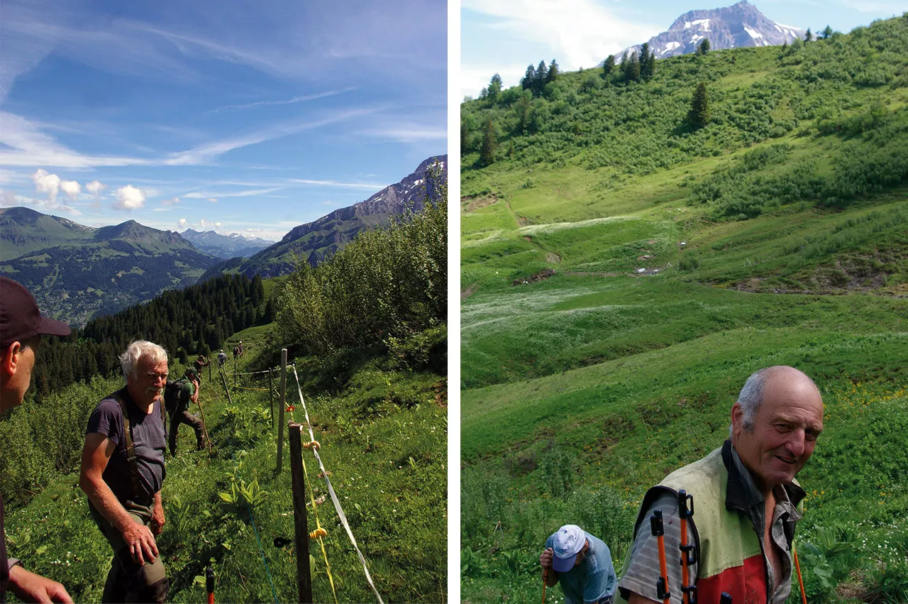 SCI Helvetia Chapter - Action pour le tétras-lyre - Samedi 26 juin 2021