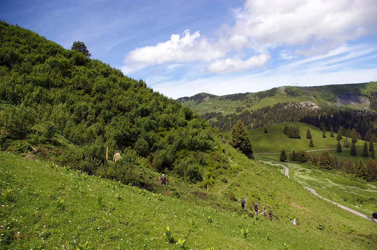 SCI Helvetia Chapter - Action pour le tétras-lyre - Samedi 26 juin 2021