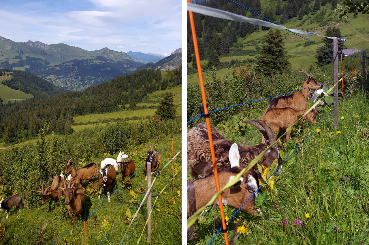 SCI Helvetia Chapter - Action pour le tétras-lyre - Samedi 26 juin 2021